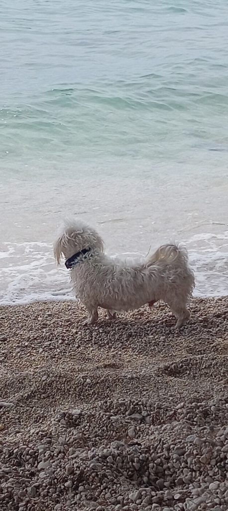 gradac jun 2024