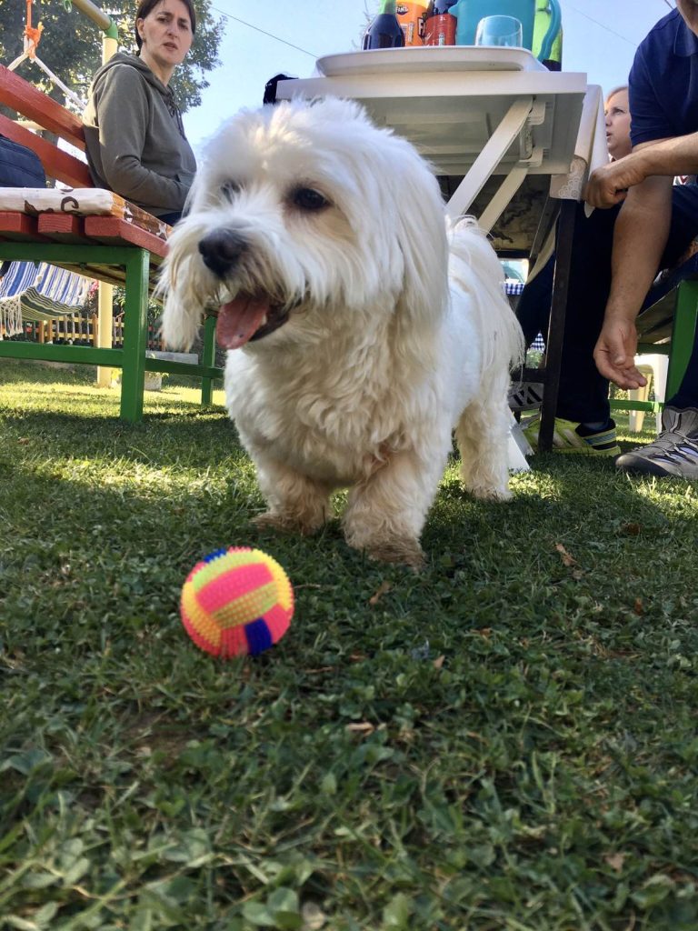 coton de tulear