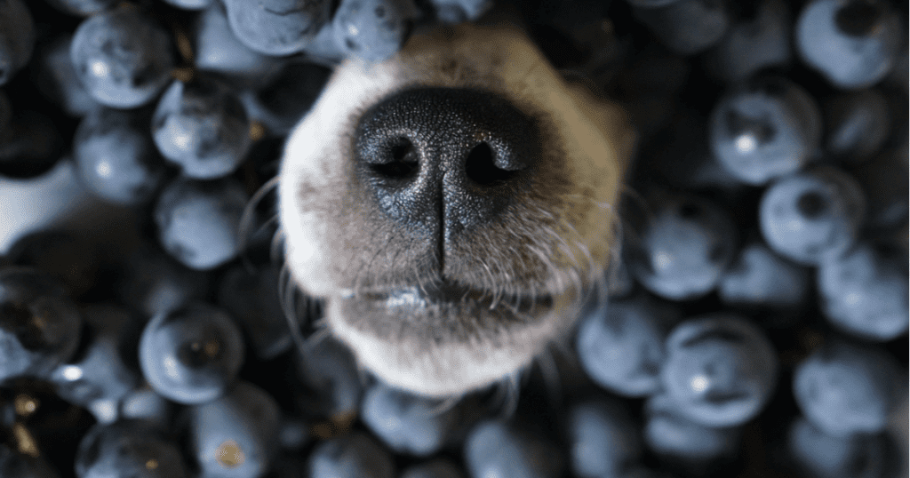 blueberries