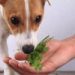 Zdravi začini za vašeg psa