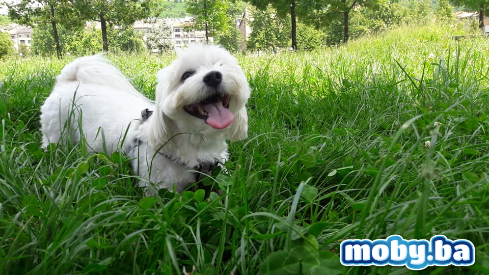 Music: A small white dog – mp3