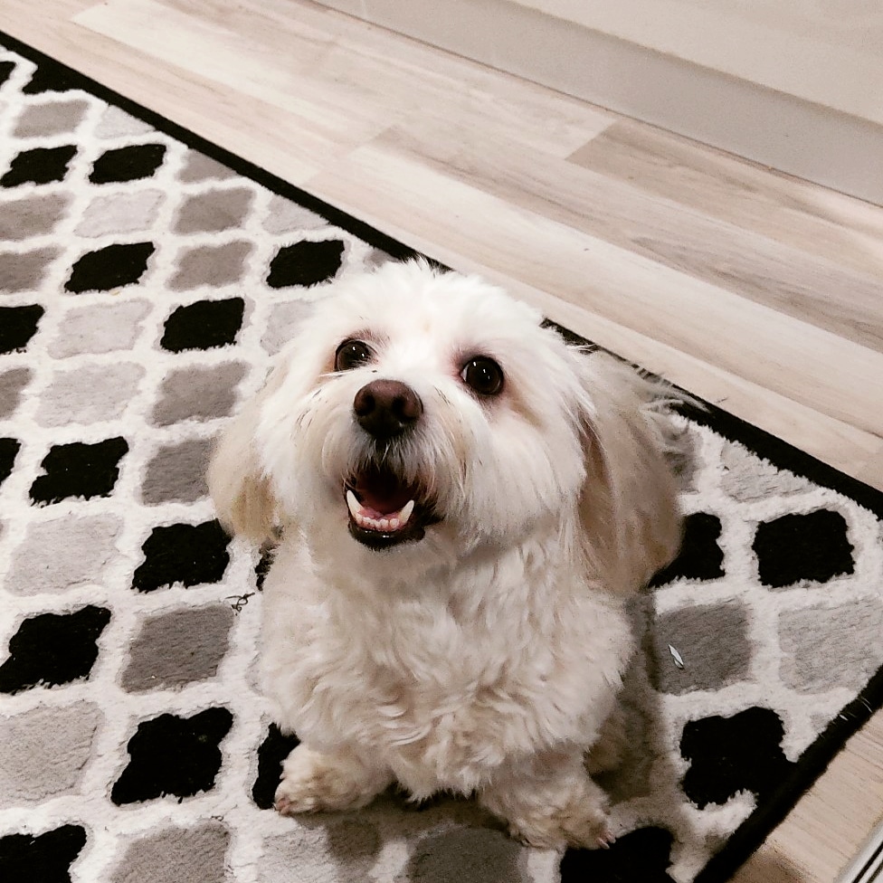 Kako razumjeti psa kad laje i Zašto Psi Laju? Razumijevanje Pseće Komunikacije i Vodič za Kontrolu Laveža