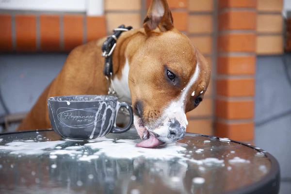 Šta Vlasnici Moraju Znati! Smiju li psi piti mlijeko?