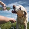 Šta pas smije da pije osim vode