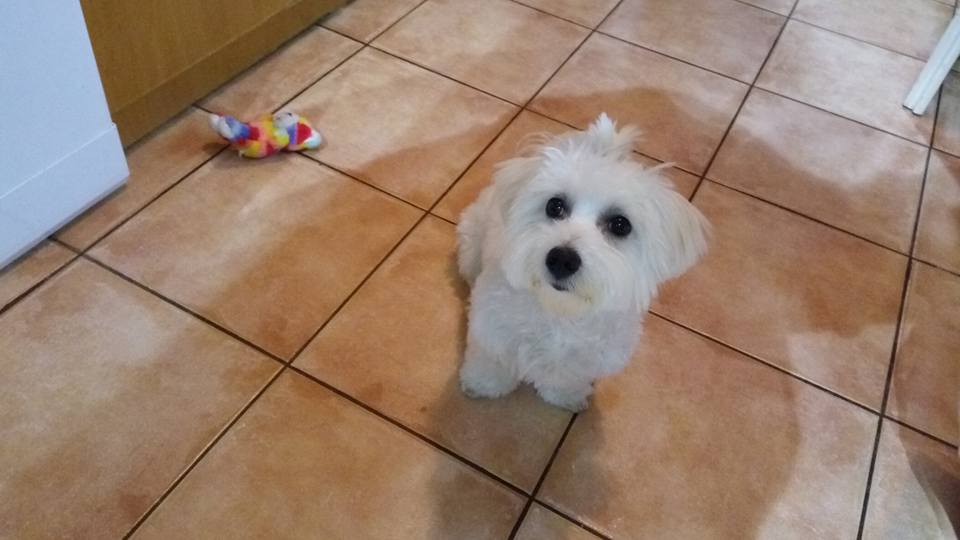 Mobyjev dnevnik – Moj posao je da čuvam stan – evo kako to stvarno izgleda