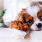 Novi dom za ljubimca