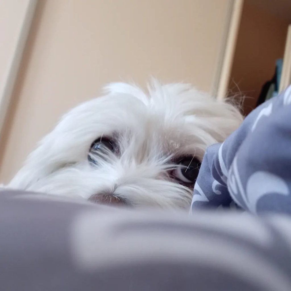 Mobyjev dnevnik – Upala uha | Moby.ba