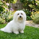 Coton de Tulear Moby sa njegovanom bijelom dlakom